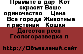 Примите в дар. Кот скрасит Ваше одиночество. › Цена ­ 0 - Все города Животные и растения » Кошки   . Дагестан респ.,Геологоразведка п.